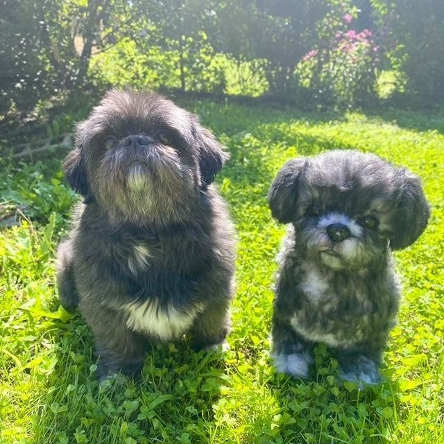 FurEver Pet Clones